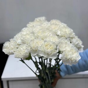 20 pieces white  colour