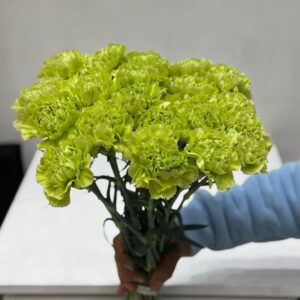 20 pieces green colour