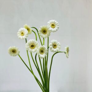 white 10 piece  geberas