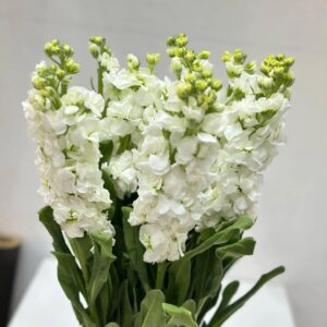 white 10 piece mathula