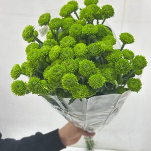 10 pieces green bottom