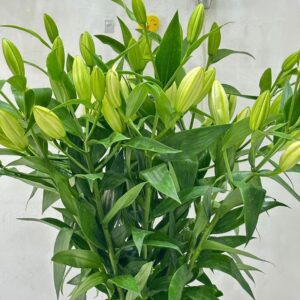 1 bouch white lilli 10 pieces