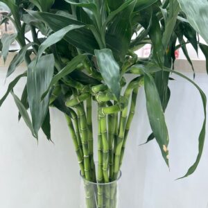 1 bounce bambu 10 pieces