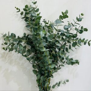 1bounch eucalyptus