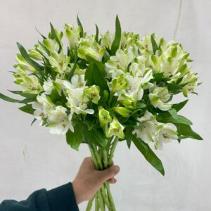 Alstromerias 10 pieces